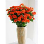 orange spray rose