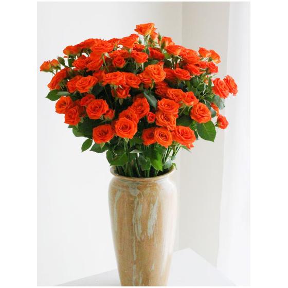 orange spray rose