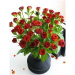 spray rose