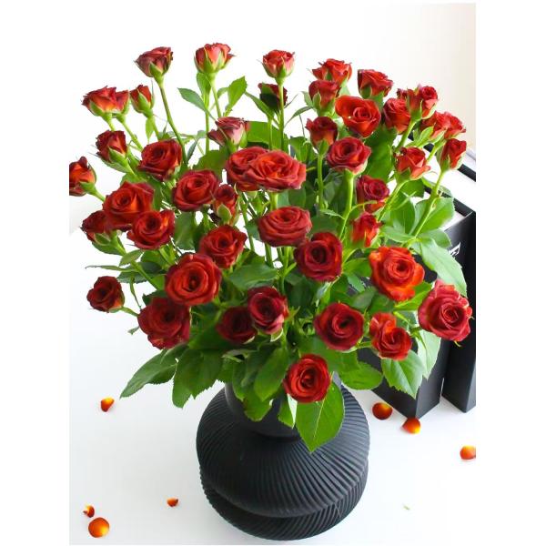 spray rose