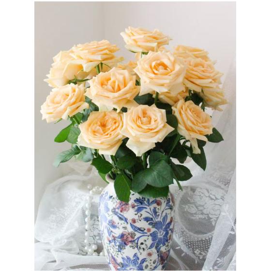 champagne rose