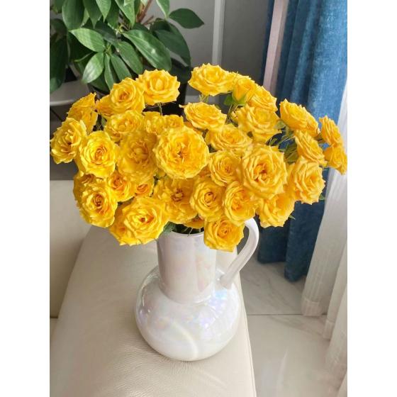 梦幻芭比