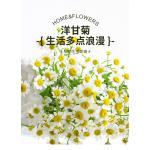 Chamomile