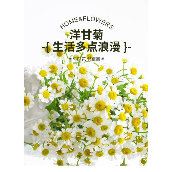 Chamomile