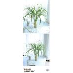 Fountain Grass