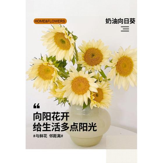 Cream Sunflower