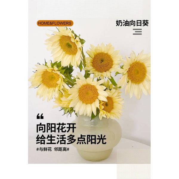 奶油向日葵