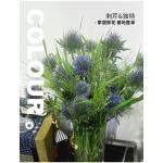 Imported Eryngium (Blue Globe)