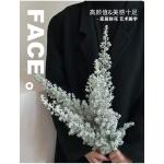 Imported Kochia (Silver)