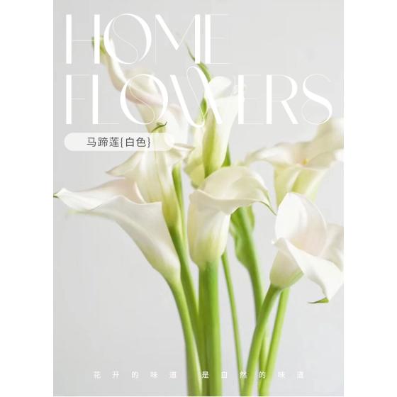 Imported Calla Lily (White)