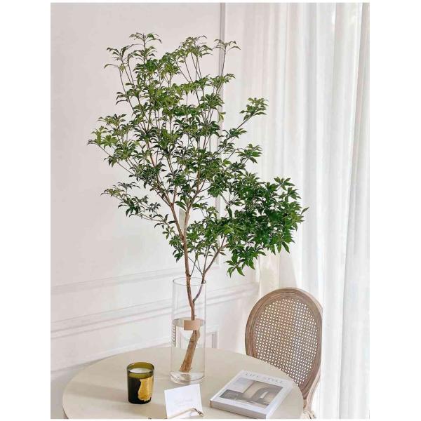 Imported Pieris Branch (1.2m)