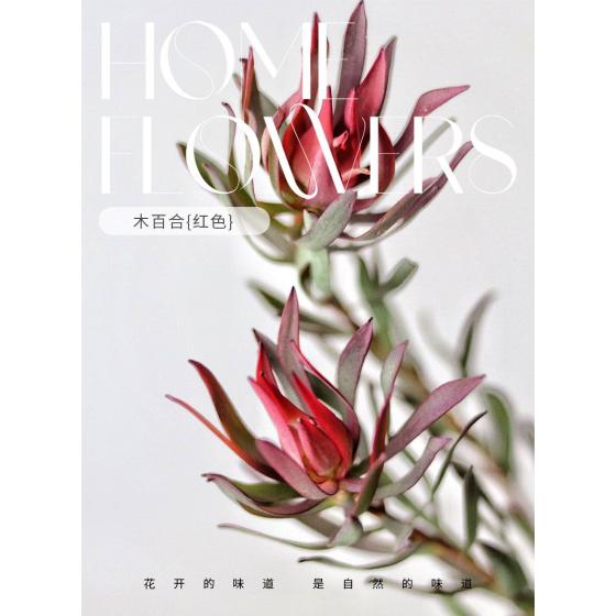 Imported Wood Lily (Red)
