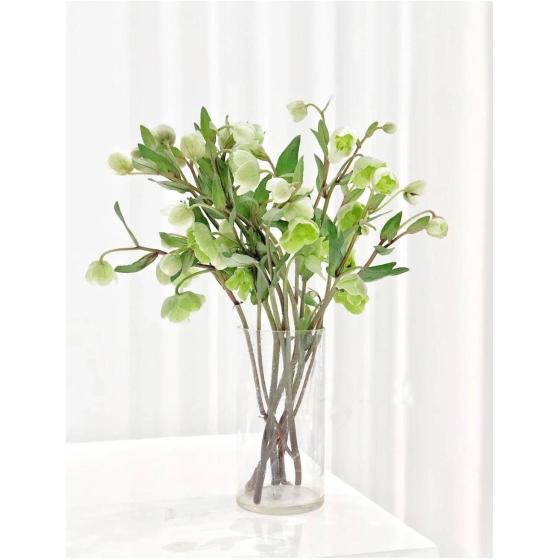 Imported Hellebore (Green)