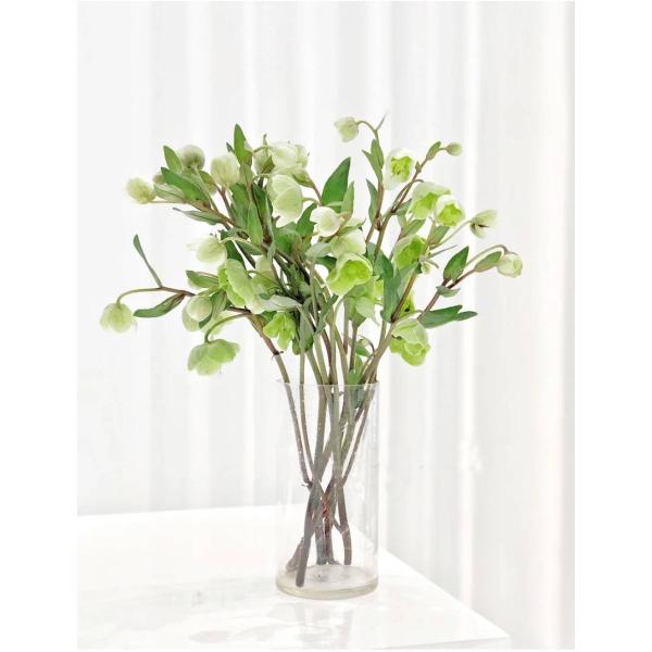 Imported Hellebore (Green)