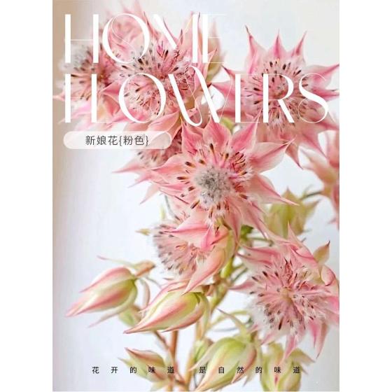 Imported Bridal Flower (Pink)
