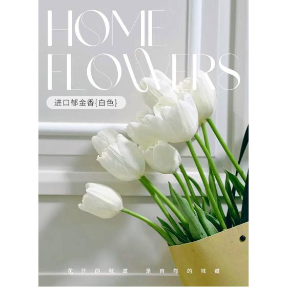 Imported Tulip (White)