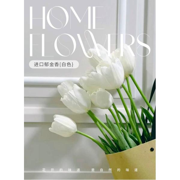 Imported Tulip (White)