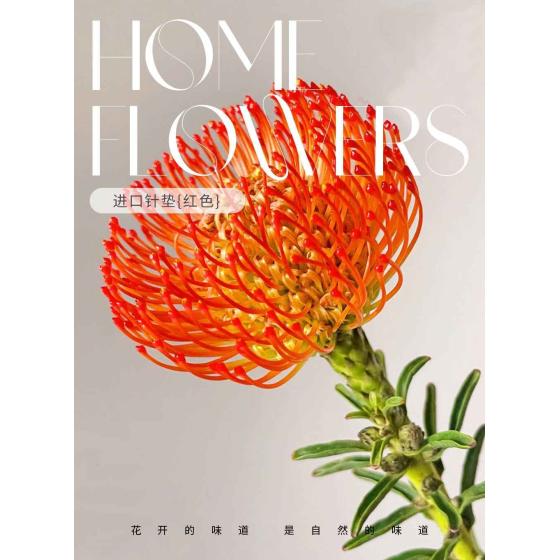 Imported Pincushion Protea (Red)