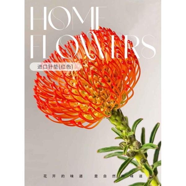 Imported Pincushion Protea (Red)